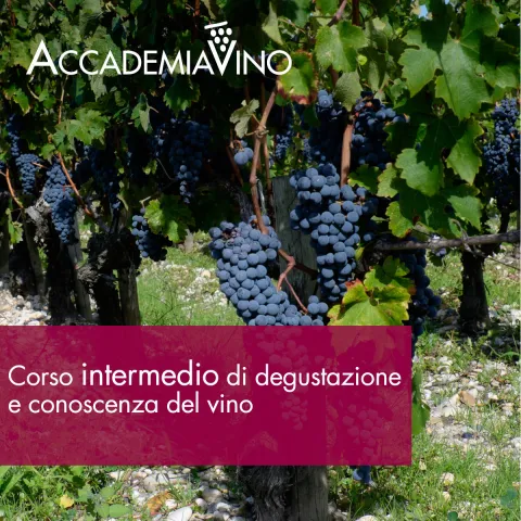 Corso intermedio vino